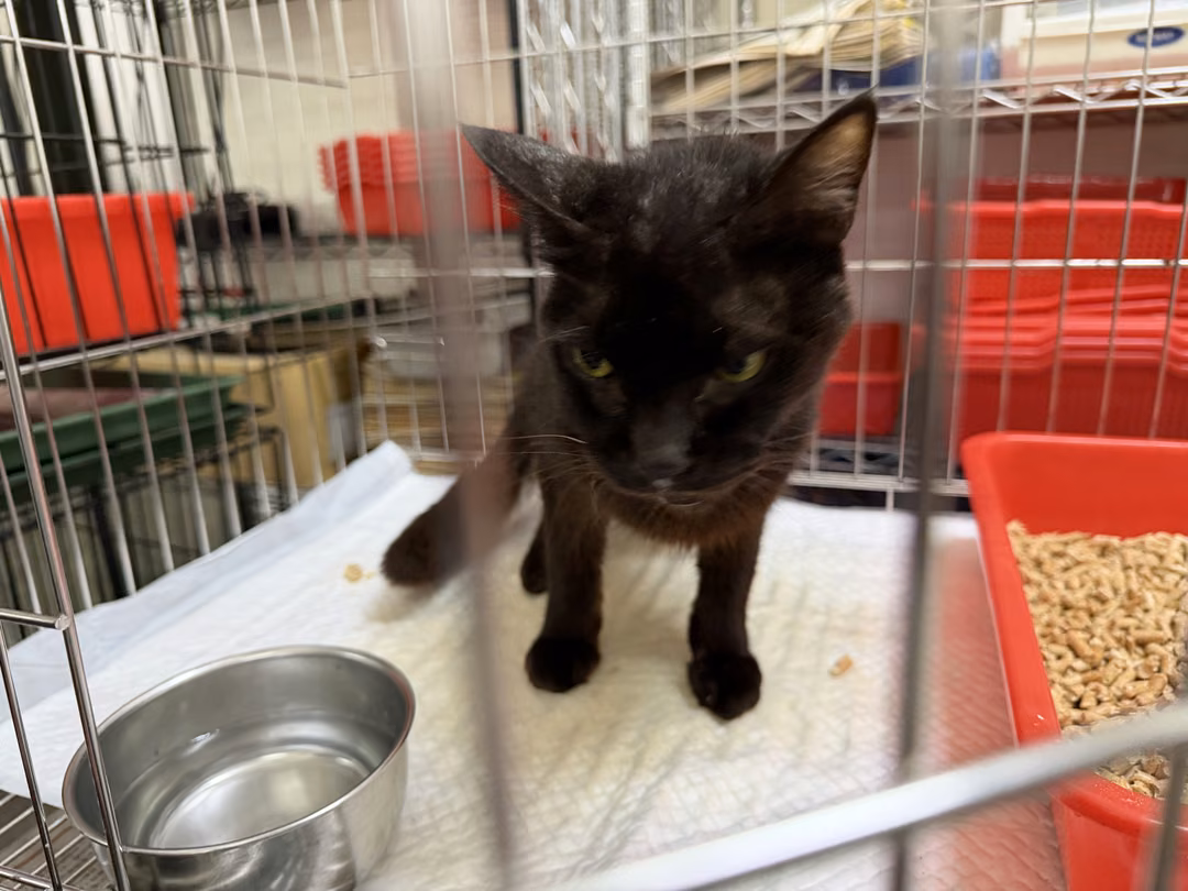 Black adult female mixed-breed cat, Medium, shelter no. …5002