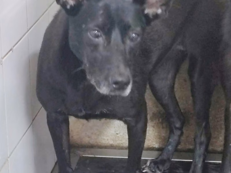 Black adult female mixed-breed dog, Medium, shelter no. …2202