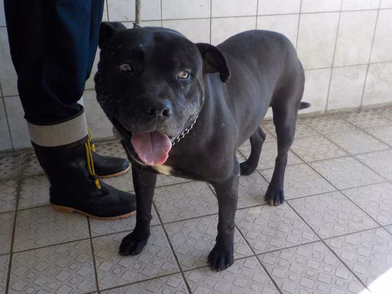 Black adult male mixed-breed dog, Medium, shelter no. …1702
