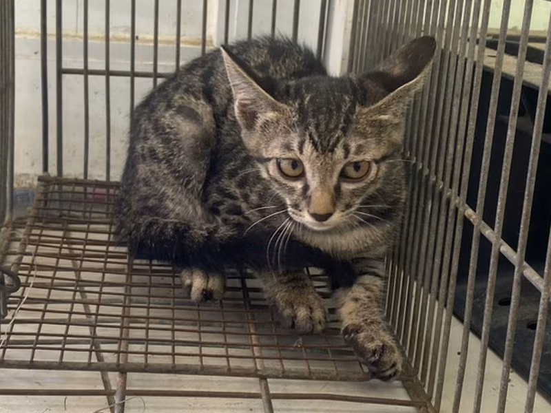Young female mixed-breed cat, Small, shelter no. …7C07