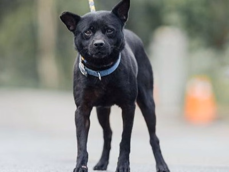 Black adult female mixed-breed dog, Medium, shelter no. …4003