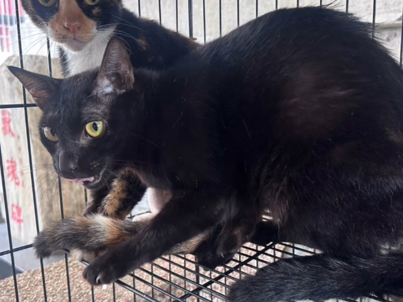 ミックス猫(オス・成猫・黒)、中型, 施設番号 …1042