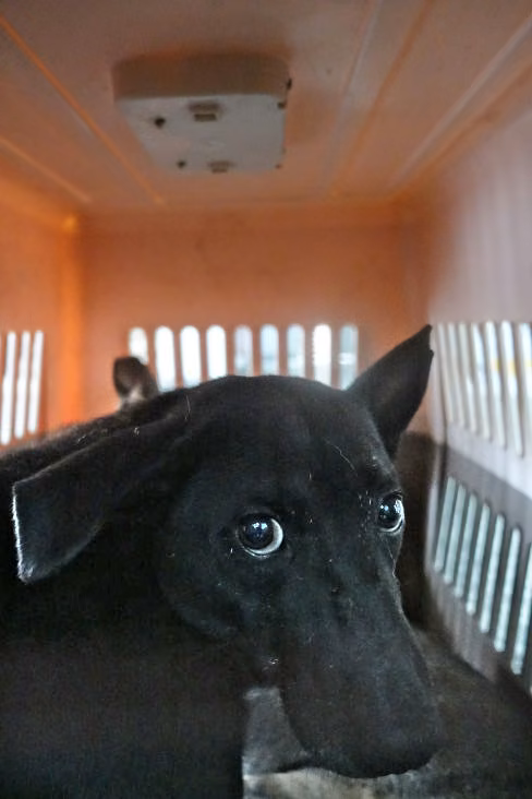 Black adult male mixed-breed dog, Large, shelter no. …0908