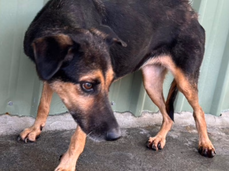 Black-and-tan adult female mixed-breed dog, Large, shelter no. …072D