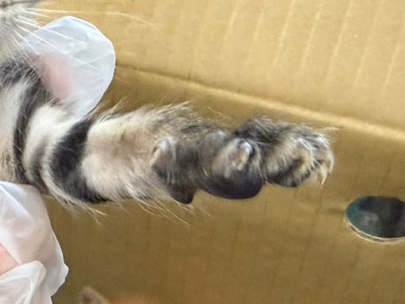 Black tabby young male mixed-breed cat, Small, shelter no. …2006