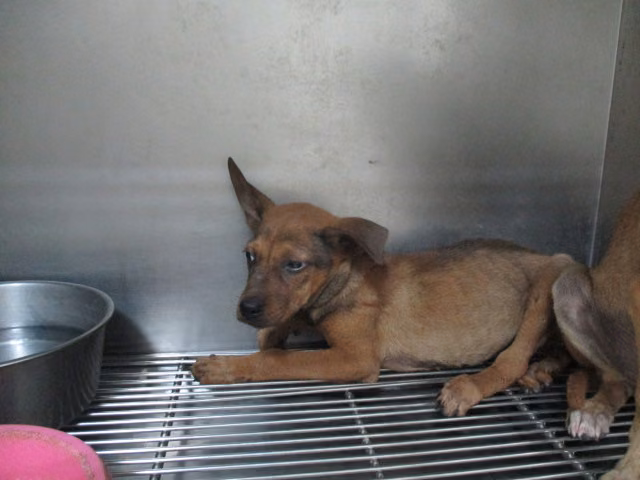 Tan young female mixed-breed dog, Small, shelter no. …0004