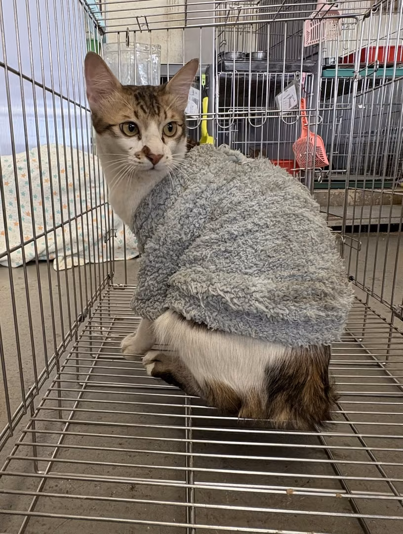 Tabby-and-white adult male mixed-breed cat, Medium, shelter no. …4001