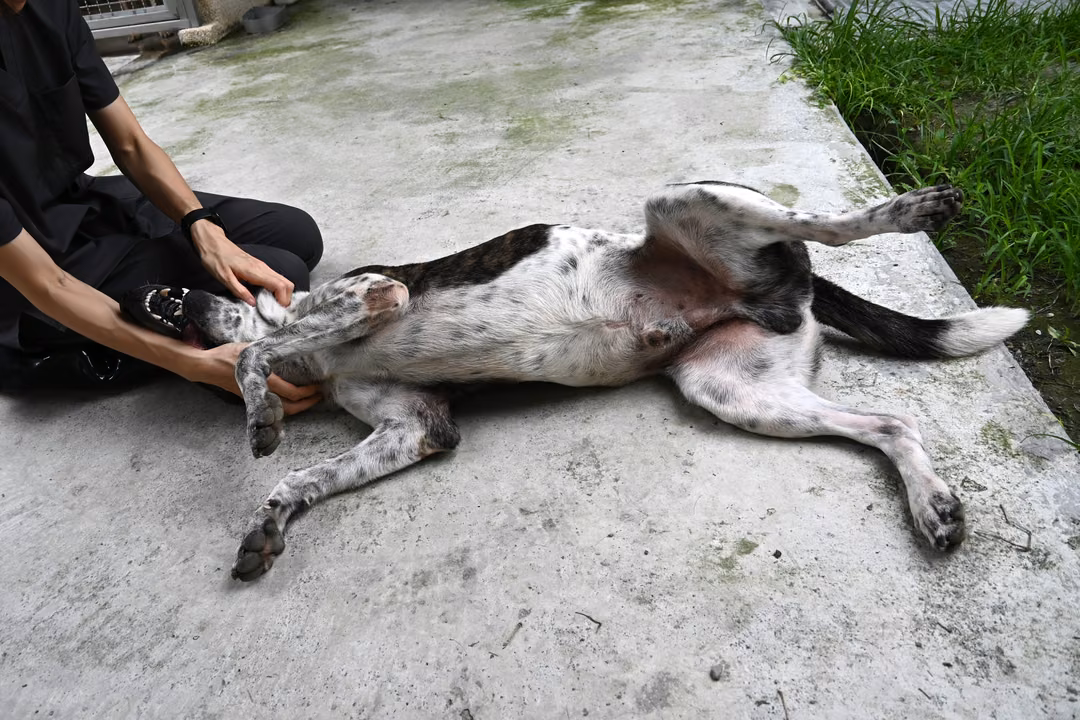 Tabby-and-white adult male mixed-breed dog, Medium, shelter no. …5001