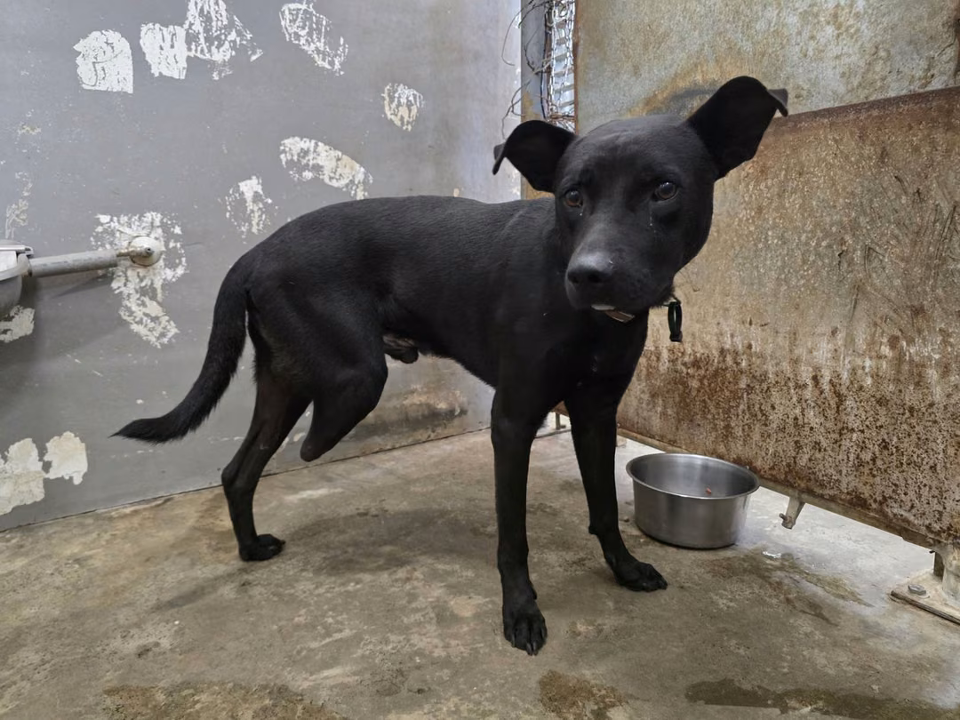 Black adult male mixed-breed dog, Medium, shelter no. …5001