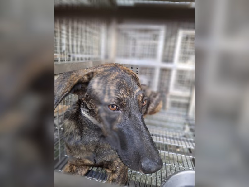 Tabby adult female mixed-breed dog, Medium, shelter no. …3-14