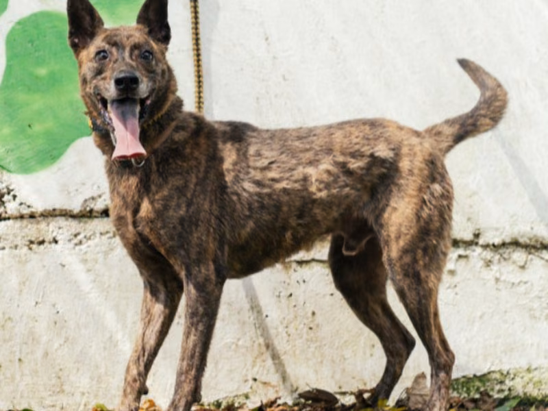 Tabby adult male mixed-breed dog, Medium, shelter no. …1606