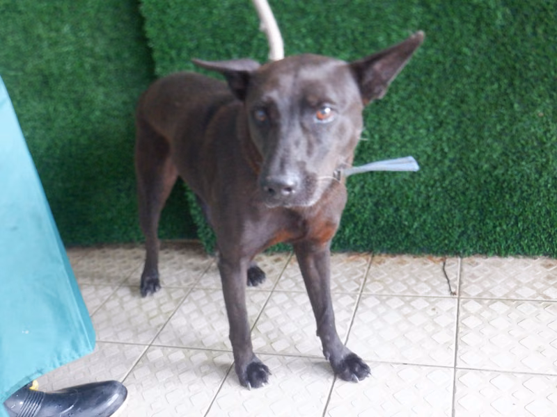 Black adult male mixed-breed dog, Medium, shelter no. …2624