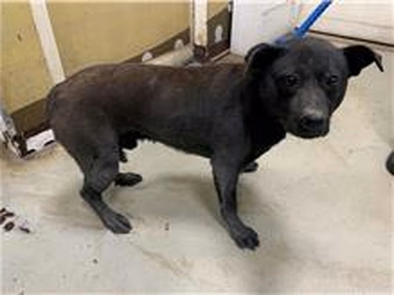 Black adult male mixed-breed dog, Medium, shelter no. …2306