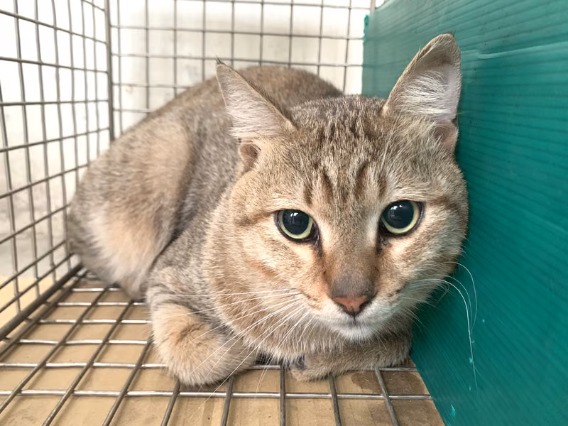 Tabby adult male mixed-breed cat, Small, shelter no. …0605