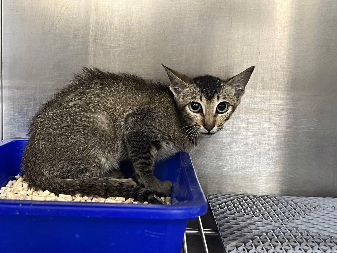 Black tabby young male mixed-breed cat, Small, shelter no. …5001