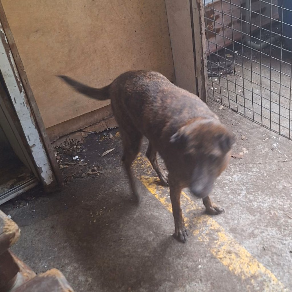 Tabby adult female mixed-breed dog, Large, shelter no. …095D