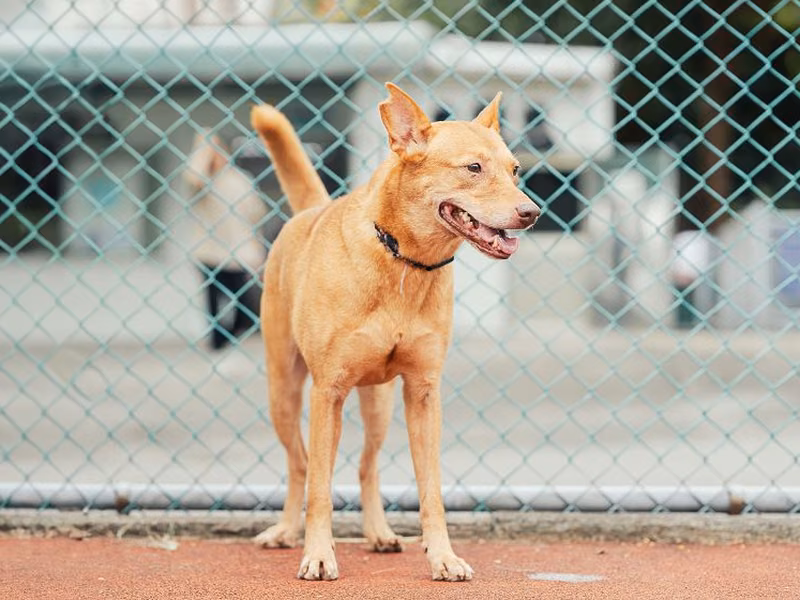 Tan adult female mixed-breed dog, Medium, shelter no. …2515