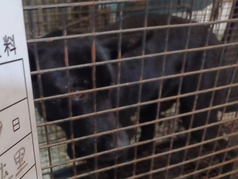 Black adult male mixed-breed dog, Large, shelter no. …029D