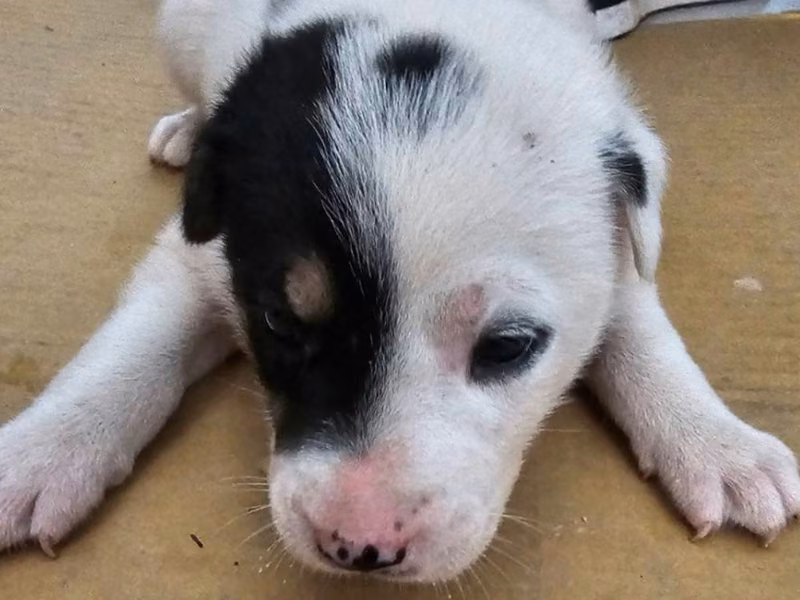 Black-and-white adult male mixed-breed dog, Large, shelter no. …9008