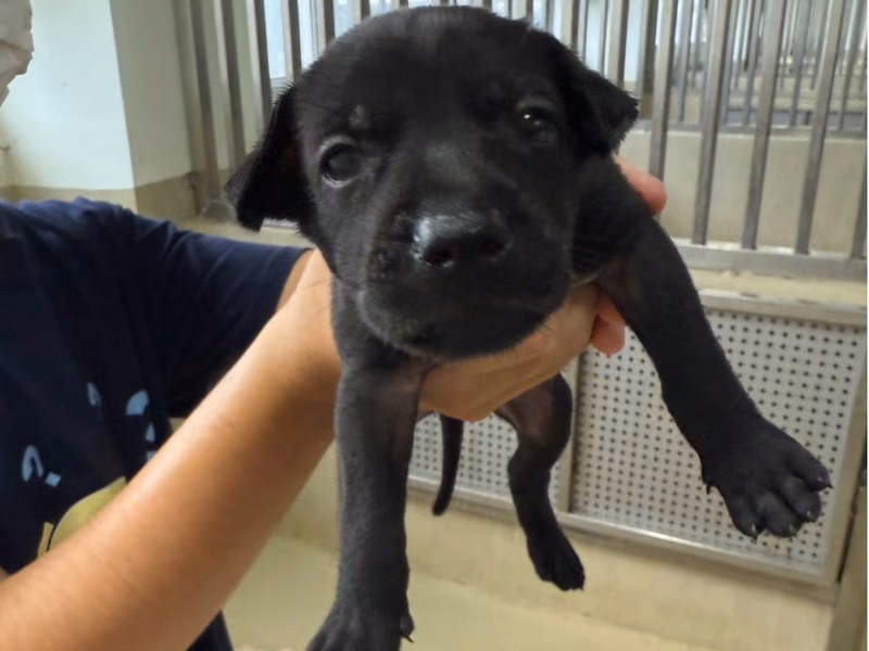 Black young female mixed-breed dog, Small, shelter no. …2010