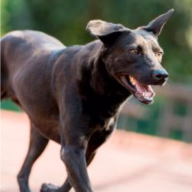 Black adult female mixed-breed dog, Medium, shelter no. …0810
