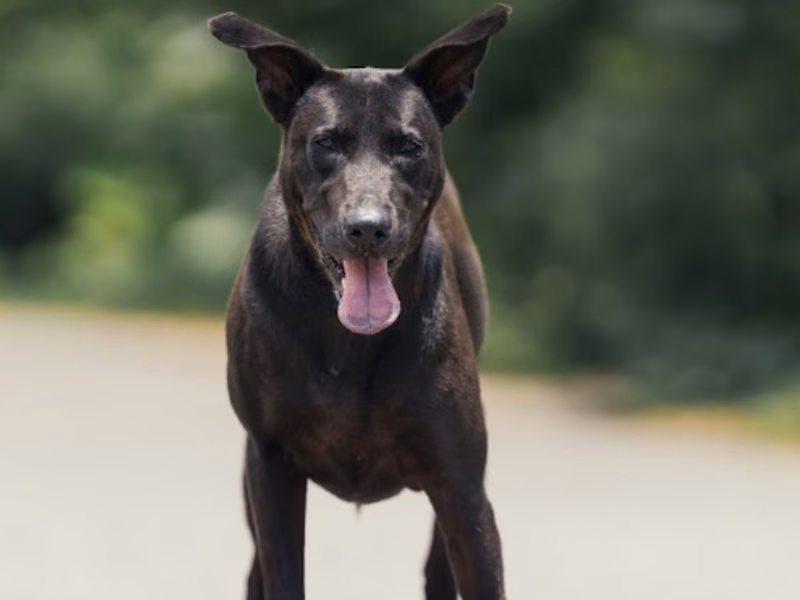 Black adult female mixed-breed dog, Medium, shelter no. …7001