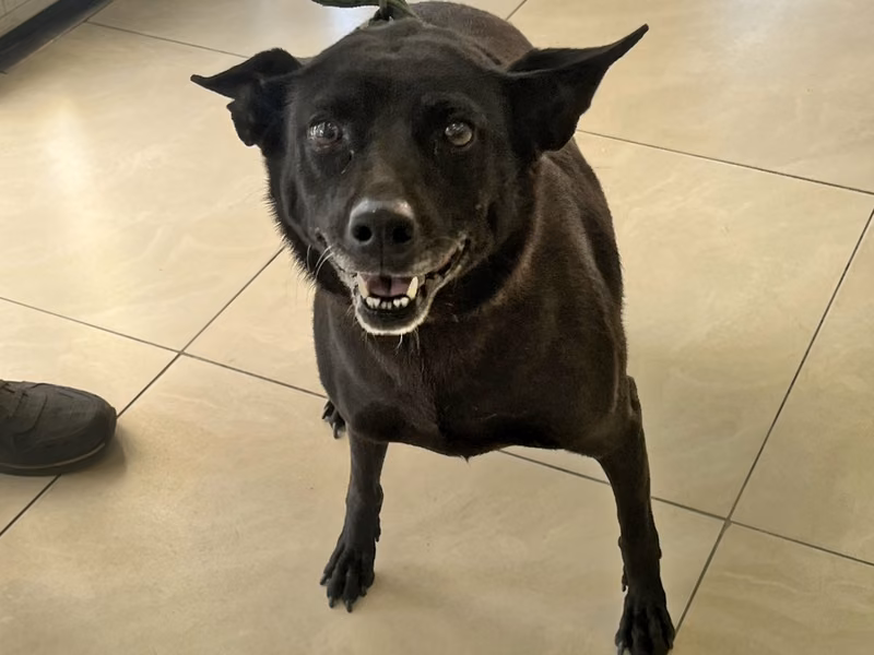 Black adult female mixed-breed dog, Medium, shelter no. …4D02