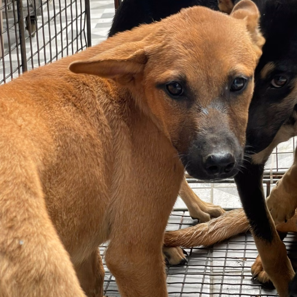 Brown adult female mixed-breed dog, Medium, shelter no. …6032