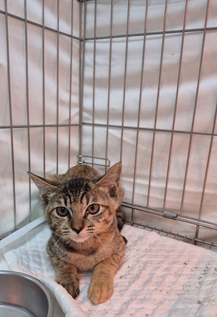 Tabby young female mixed-breed cat, Small, shelter no. …8002