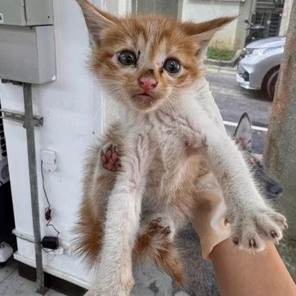 Pusang halo ang lahi (Bata, dilaw at puti), Maliit, blg. ng shelter …6010