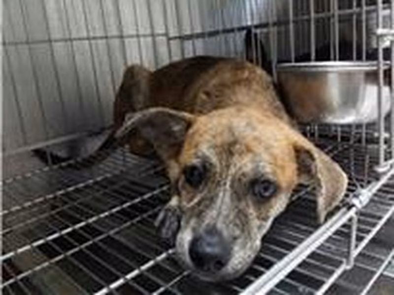 Tabby young male mixed-breed dog, Medium, shelter no. …1004