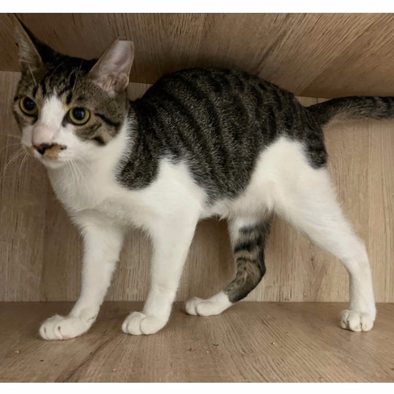 Tabby-and-white young female mixed-breed cat, Large, shelter no. …0008