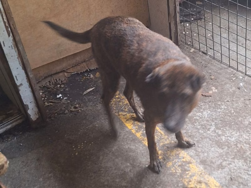Tabby adult female mixed-breed dog, Large, shelter no. …095D