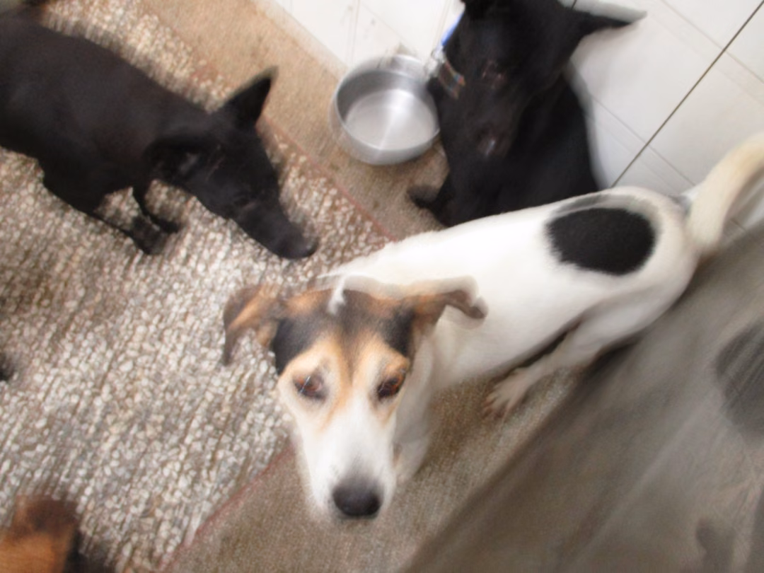 Patched adult male mixed-breed dog, Medium, shelter no. …08A2