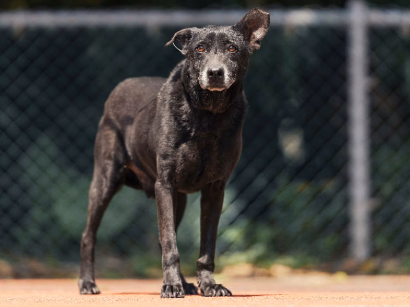 Black adult male mixed-breed dog, Medium, shelter no. …0508
