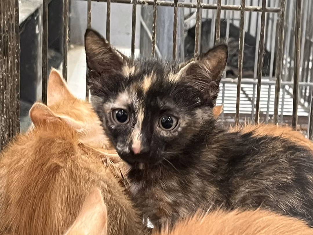Young female mixed-breed cat, Small, shelter no. …6C05