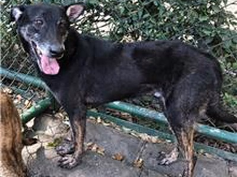Black adult male mixed-breed dog, Medium, shelter no. …0204