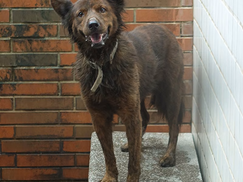 Tabby adult male mixed-breed dog, Large, shelter no. …2294