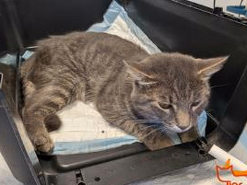 Gray-and-brown male European Shorthair, shelter no. …3908
