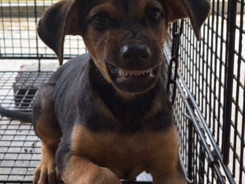 Black-and-tan young male mixed-breed dog, Small, shelter no. …2008