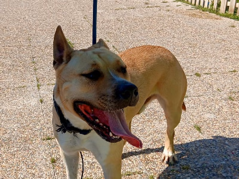 Nalo, Adult · Male · Medium · American Staffordshire Terrier