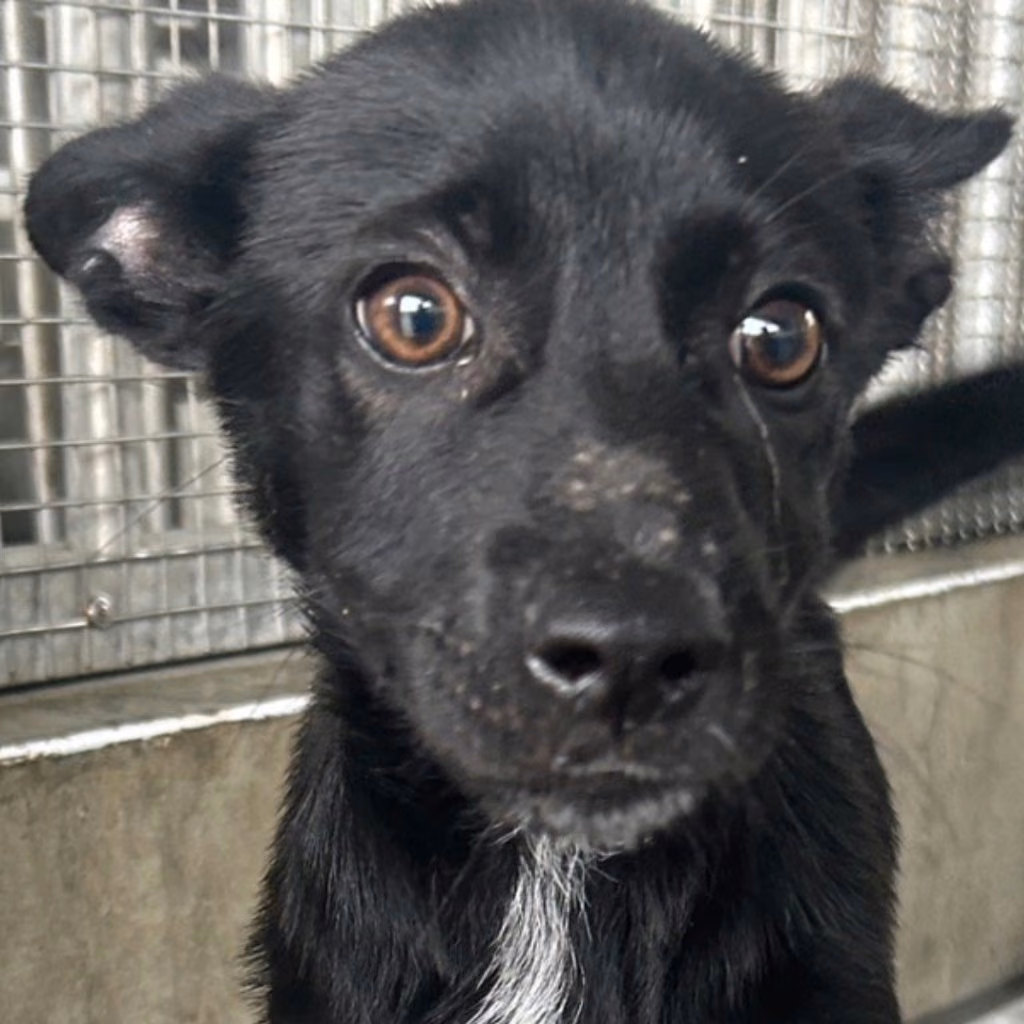 Black young female mixed-breed dog, Medium, shelter no. …7015