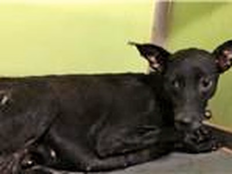 Black adult female mixed-breed dog, Medium, shelter no. …1312
