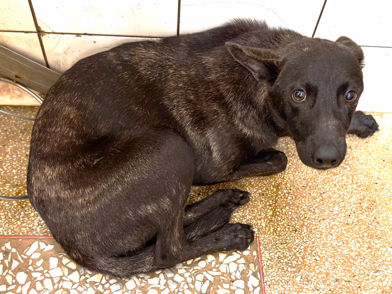 Black young male mixed-breed dog, Medium, shelter no. …24-1