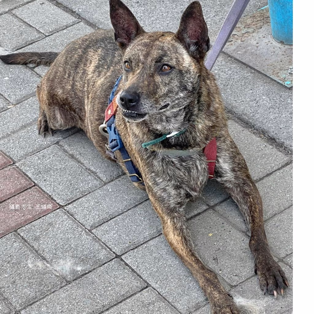 Tabby adult female mixed-breed dog, Medium, shelter no. …1-11