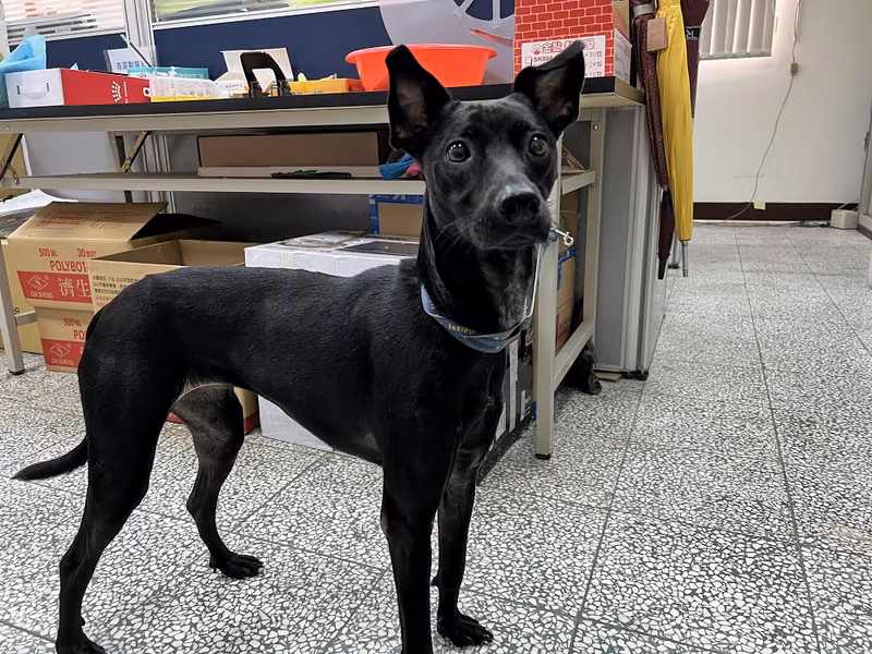 Black adult female mixed-breed dog, Medium, shelter no. …3001