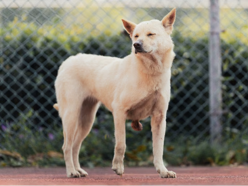 White adult female mixed-breed dog, Medium, shelter no. …3004