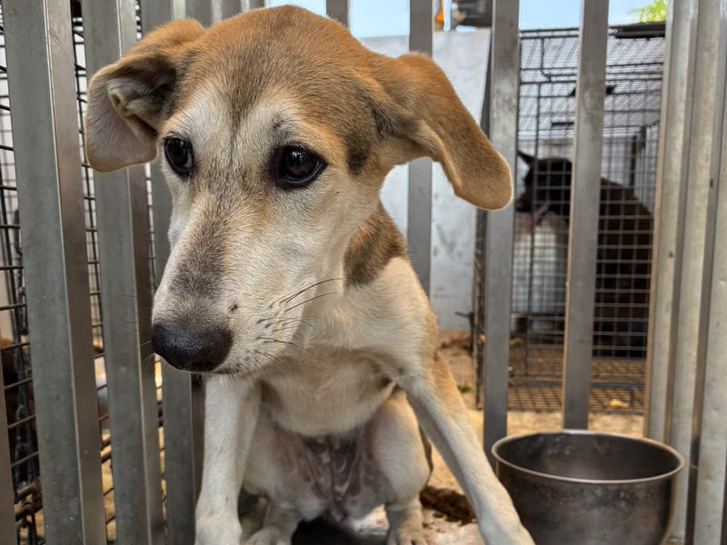Brown-and-white young female mixed-breed dog, Small, shelter no. …6004