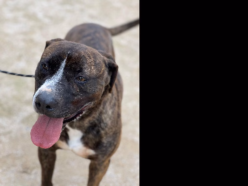 Dano, Adult · Male · Large · Mixed breed