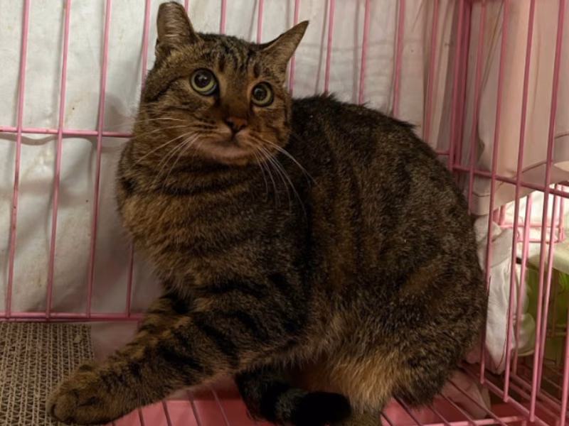 Tabby adult female mixed-breed cat, Medium, shelter no. …2010